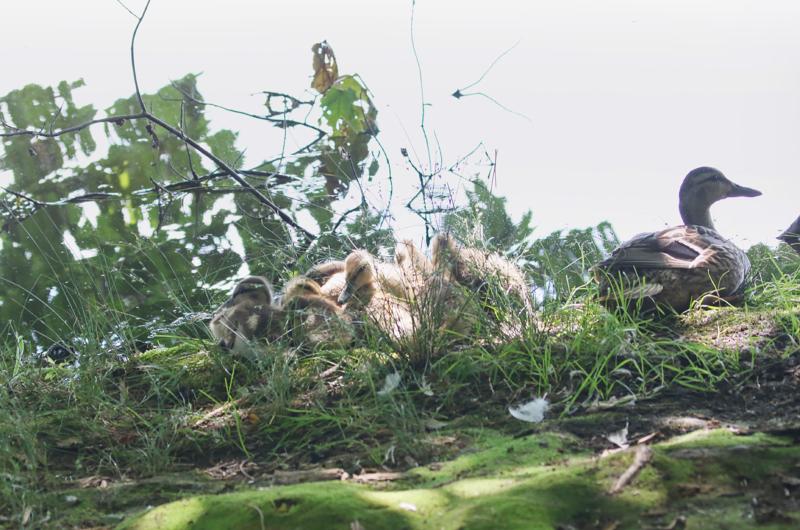 Mallards.