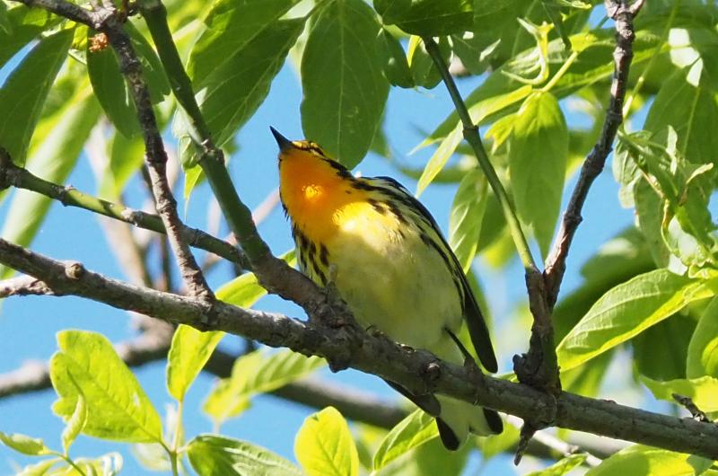 Blackburnian warbler.