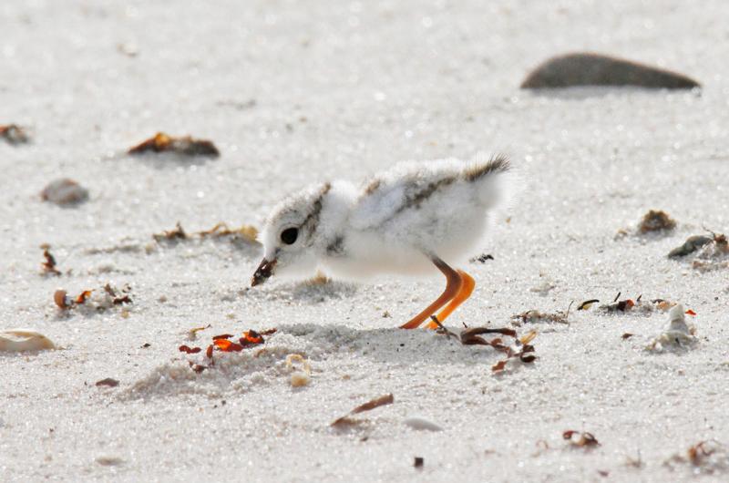 Piping plovers.