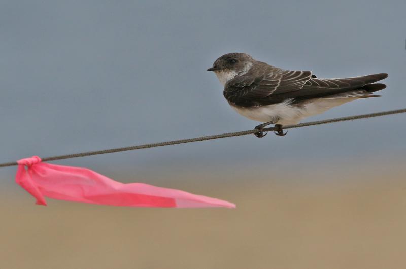 Bank swallow.