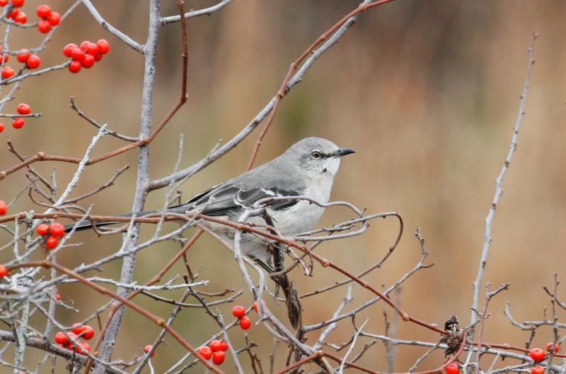 Northern mockingbird.