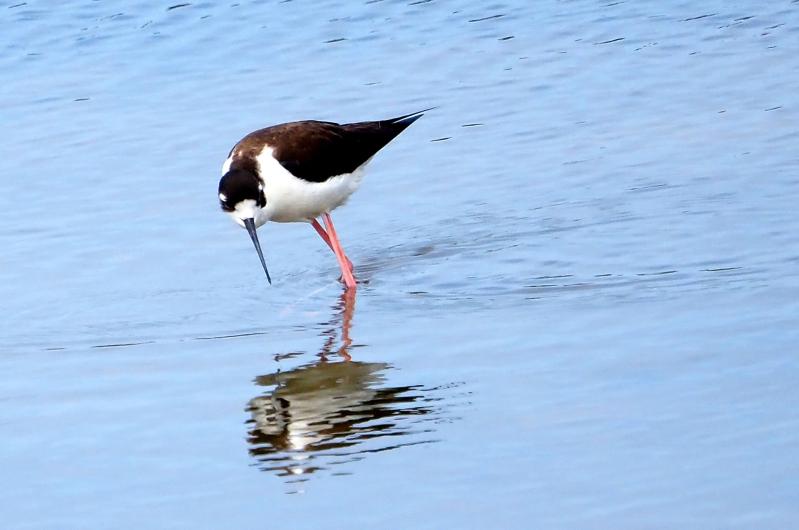 Black-necked stilt.