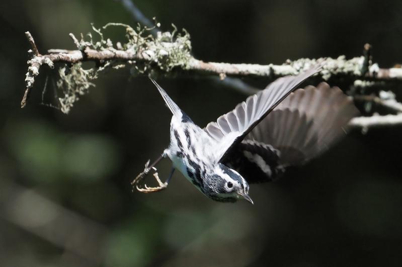 Black and white warbler.