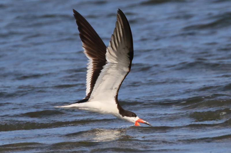 Black skimmer.