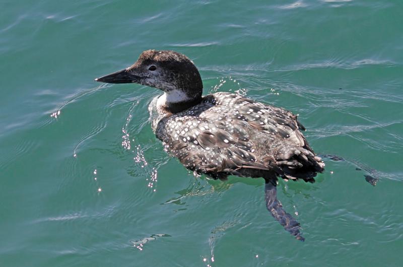Common loon.