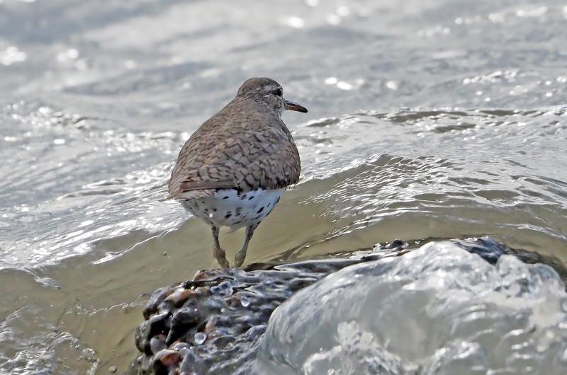 Spotted sandpiper.