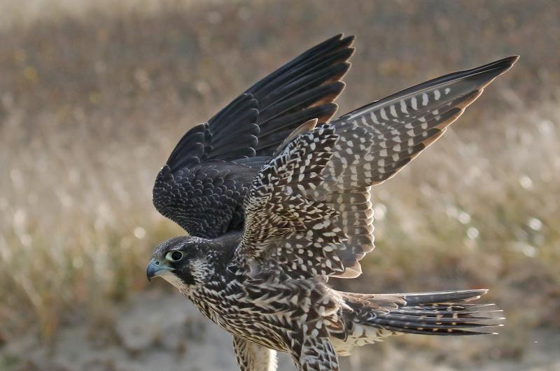Peregrine falcon.