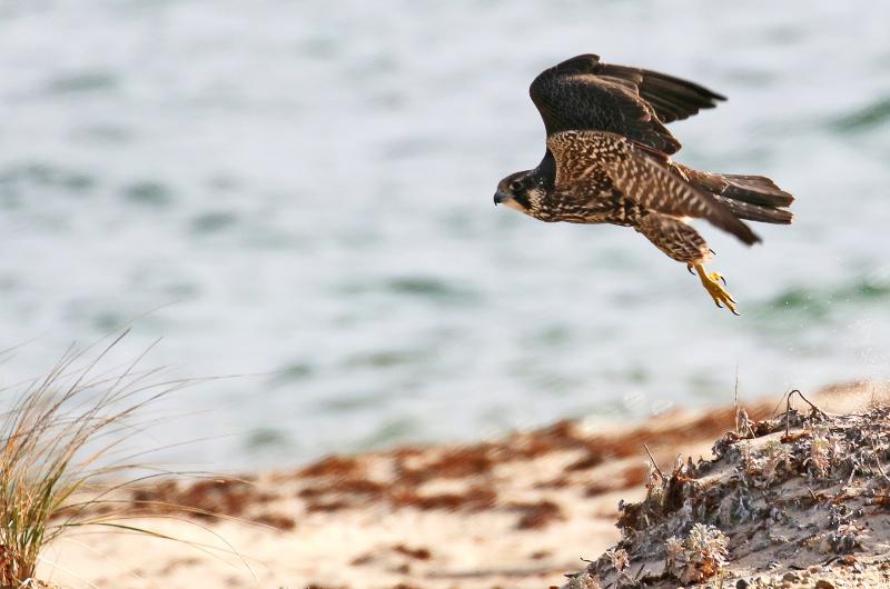 Peregrine falcon.