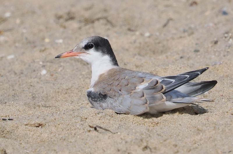 Fledgling common tern.