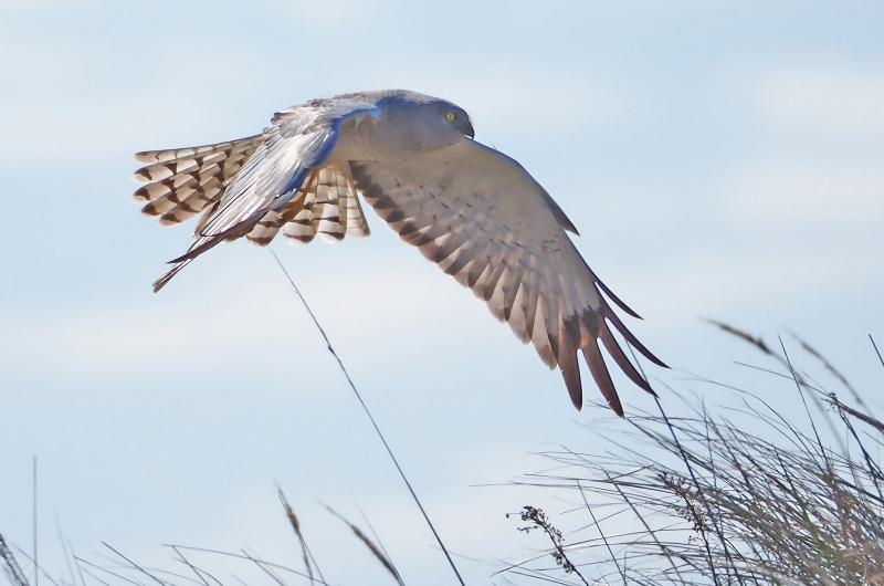 Northern harrier.