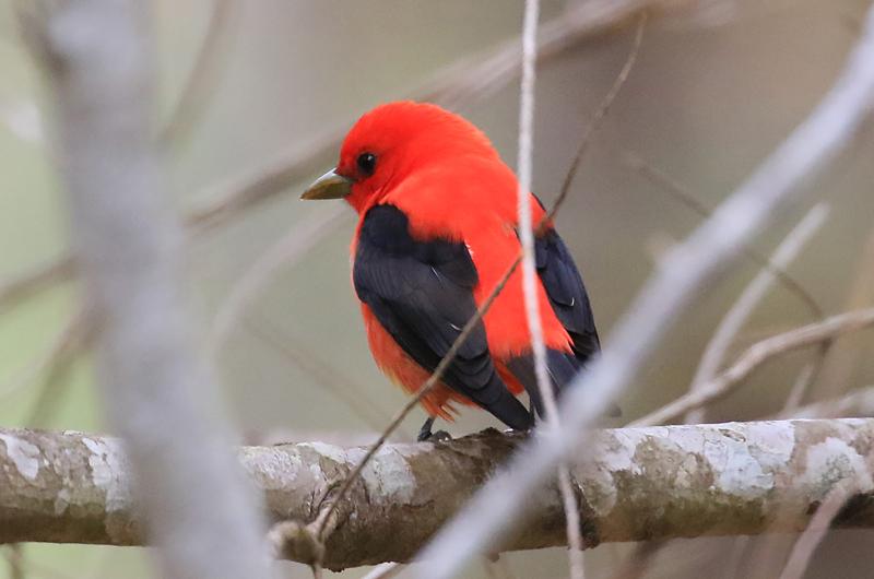 Scarlet tanager.