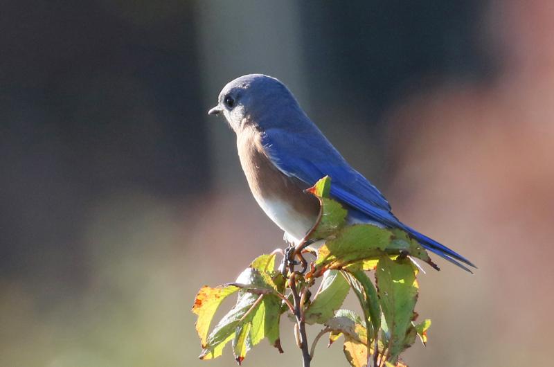 Eastern bluebird.