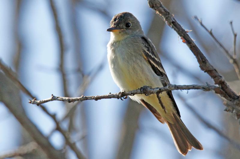 Eastern wood peewee.