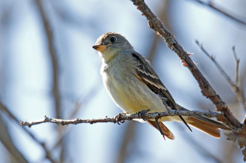 Eastern wood peewee.