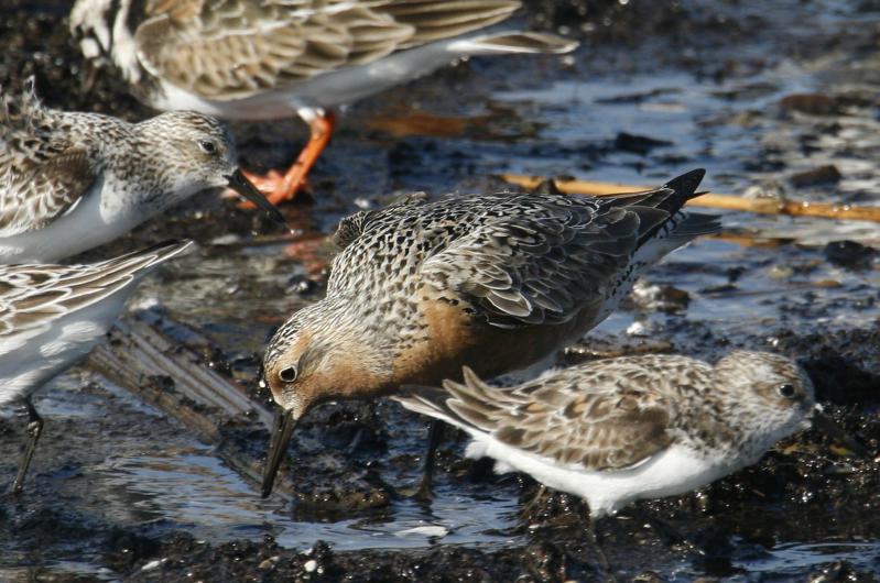 Red knot.