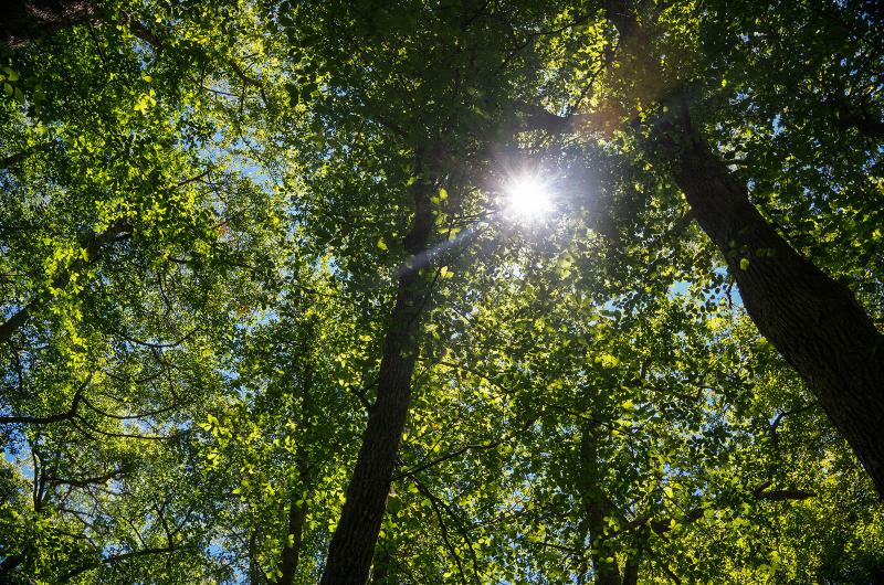 Deep in the woods of Chilmark.