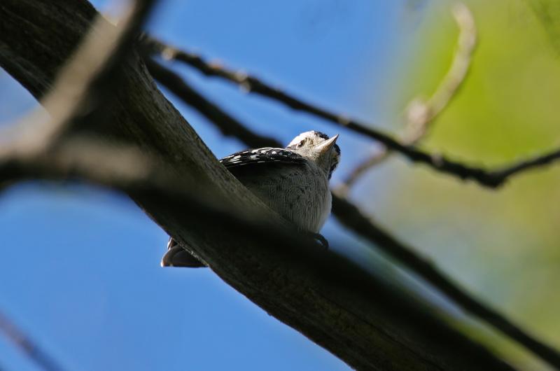 Downy woodpecker juvenile.