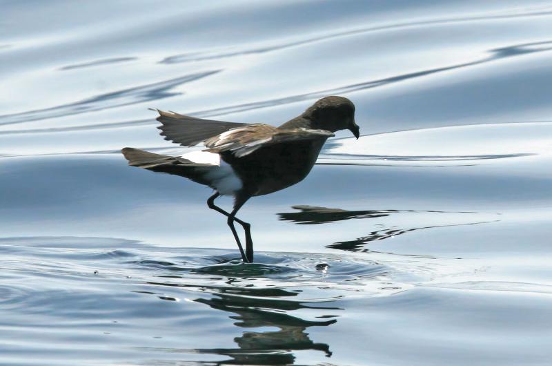 Wilson's storm petrel.