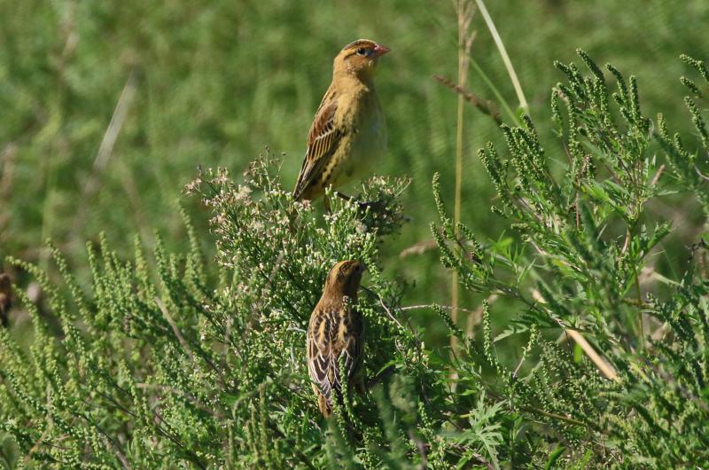 Bobolinks.