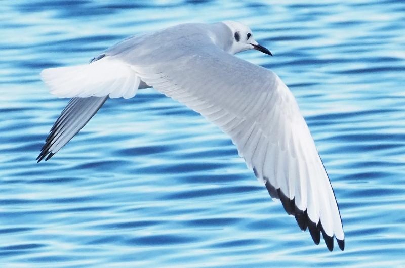 Bonapartes gull.