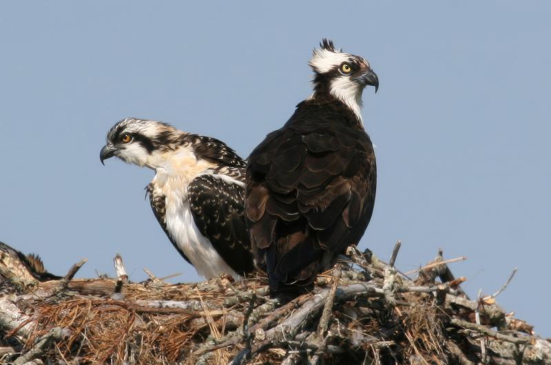 Ospreys.