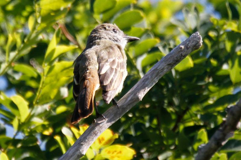 Great crested flycatcher.