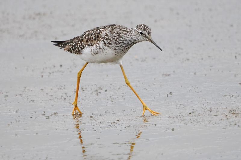 Lesser yellowlegs.
