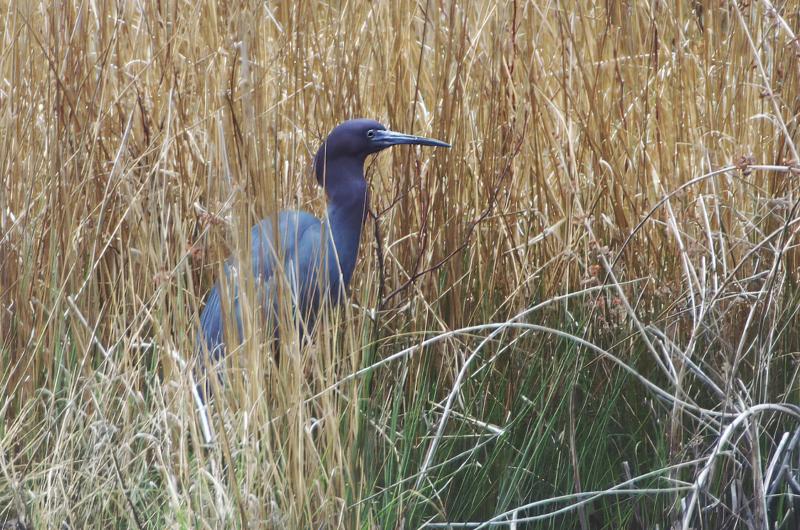 Little blue heron.
