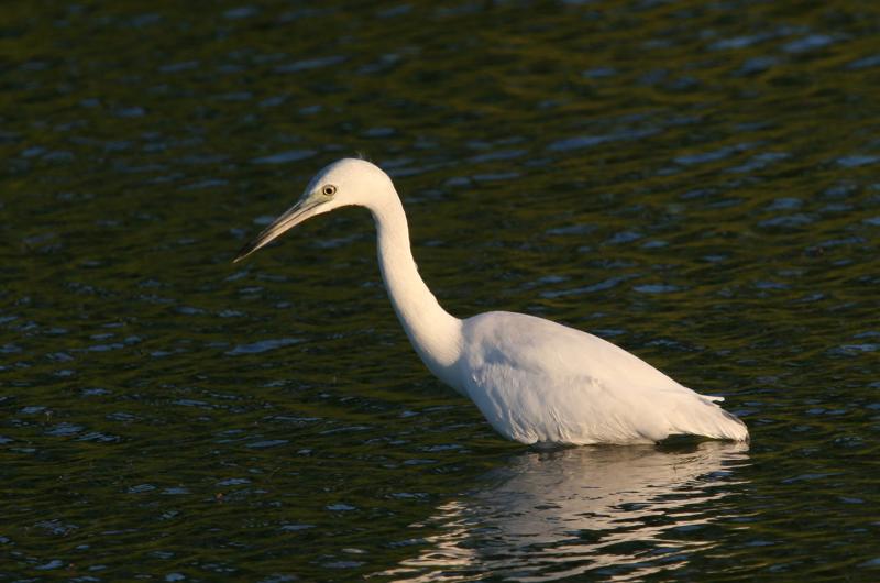 Little blue heron.