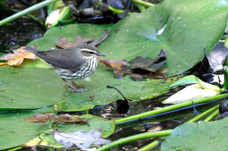 Northern waterthrush.