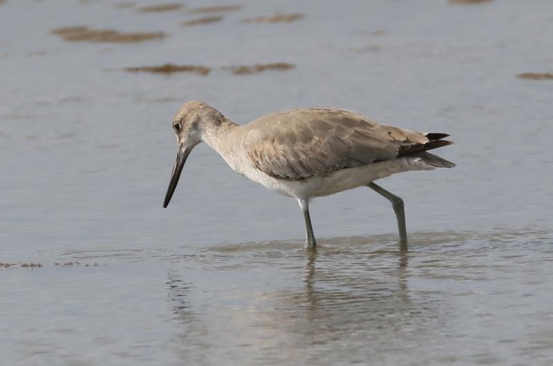 Willet.