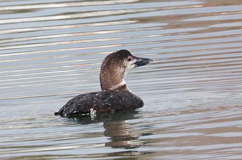 Common loon.