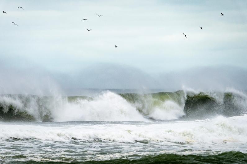 Gulls circle around breaking waves.
