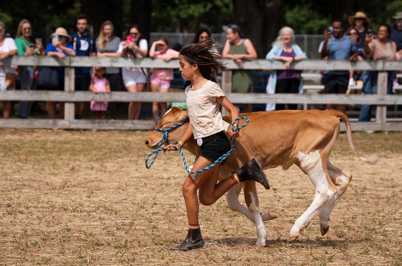 Juniper Begin leads her calf in the riding ring.
