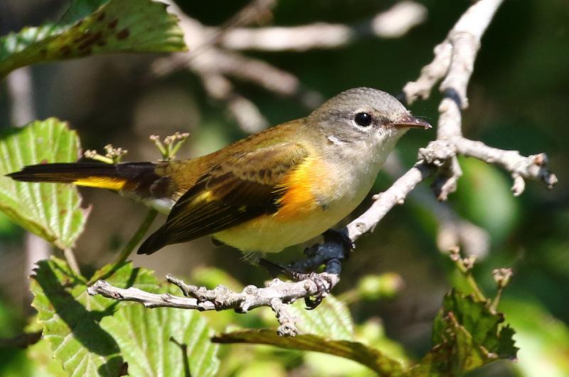 American redstart.
