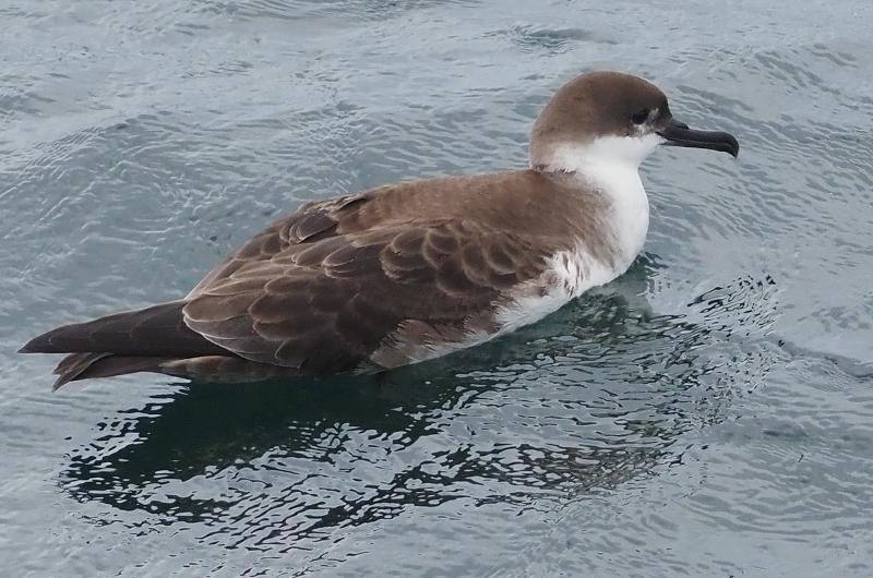Great shearwater.