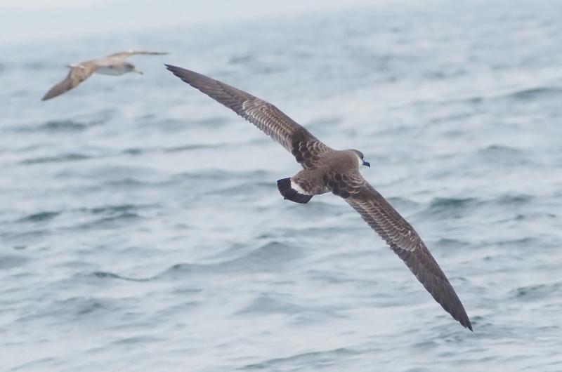 Great shearwater.