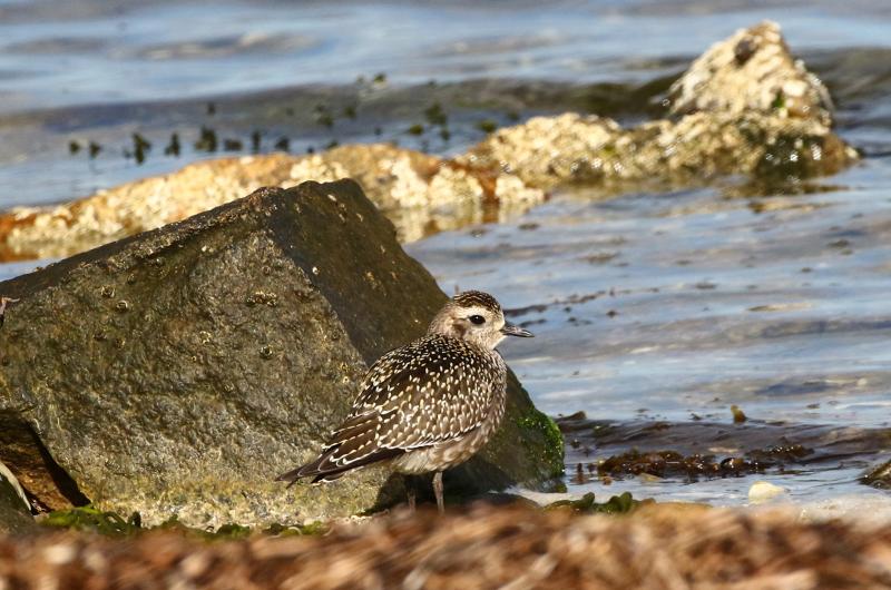 American golden plover.