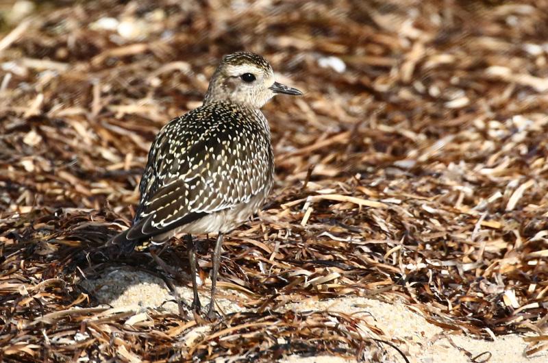 American golden plover.