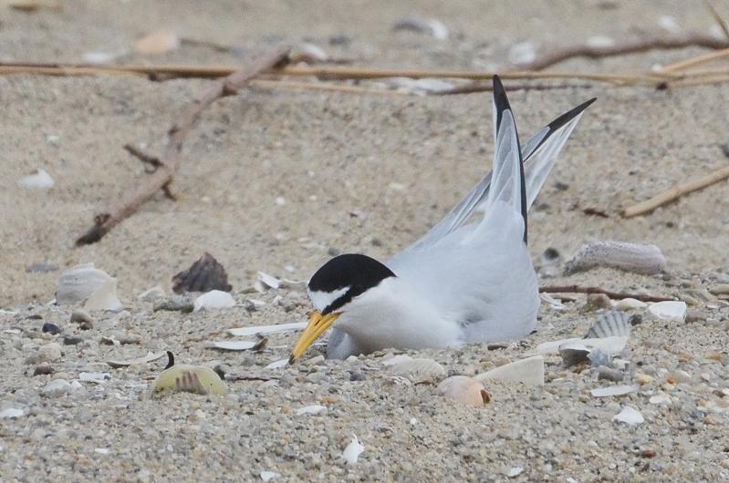 Least tern.