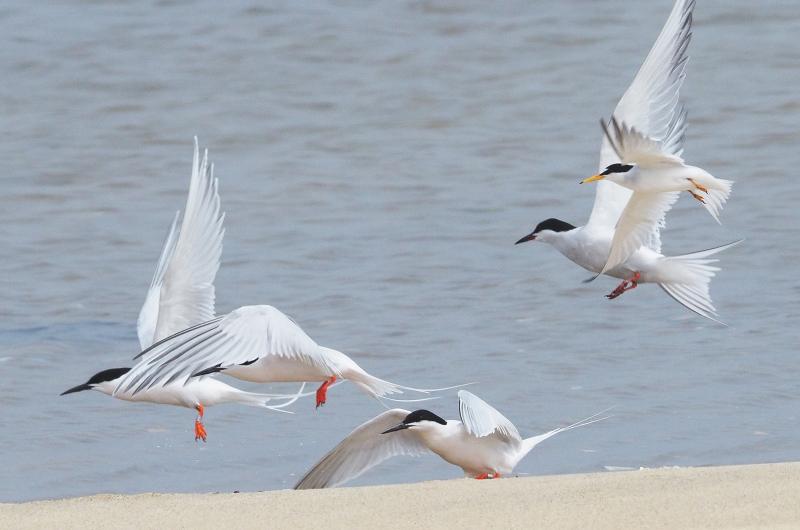 Least tern with roseate and common terns.