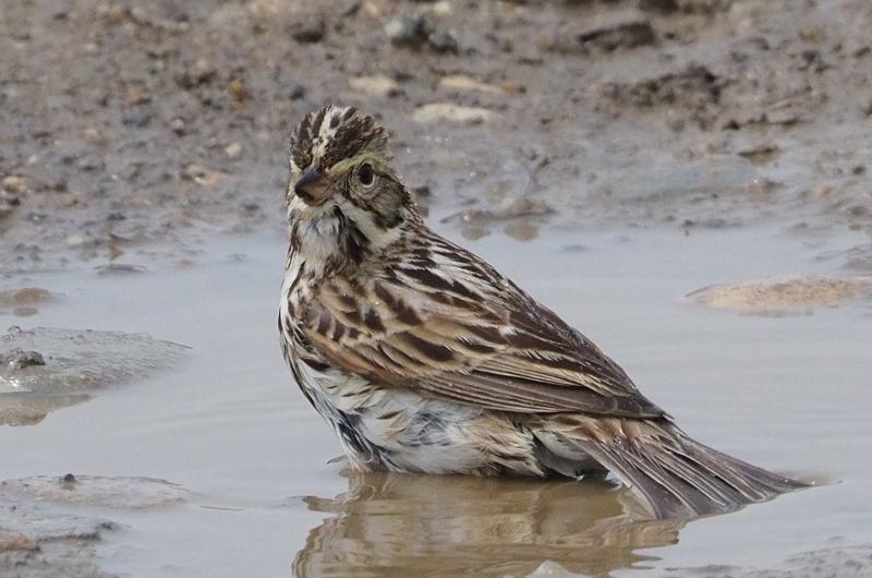 Savannah sparrow.