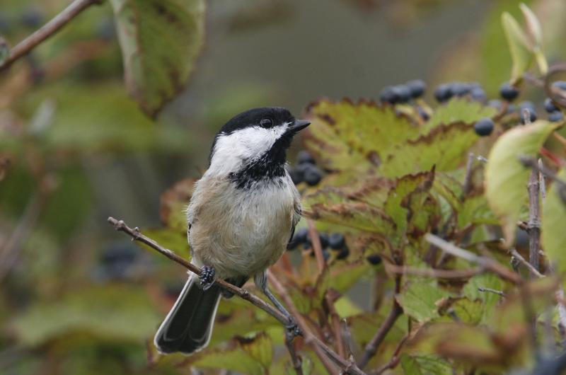 Black-capped chickadee.