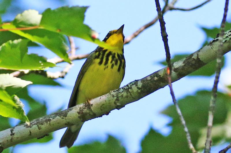 Canada warbler.