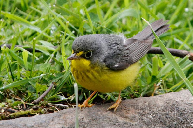 Canada warbler.