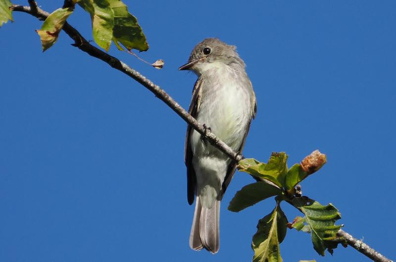 Eastern phoebe.