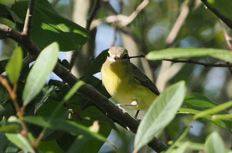 Philadelphia vireo.