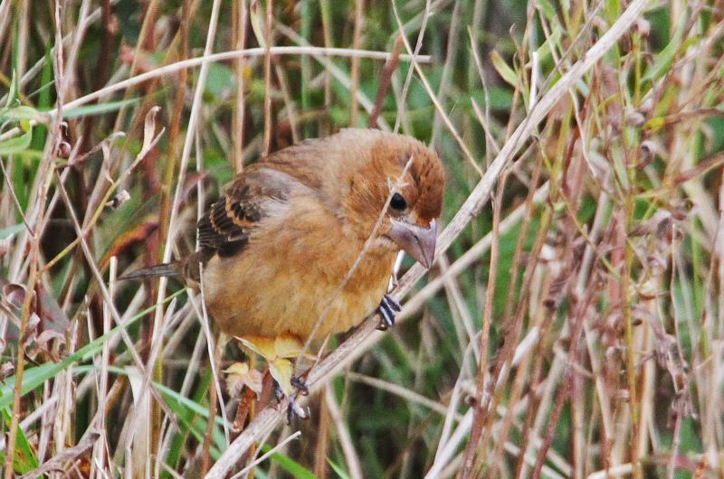 Blue grosbeak.
