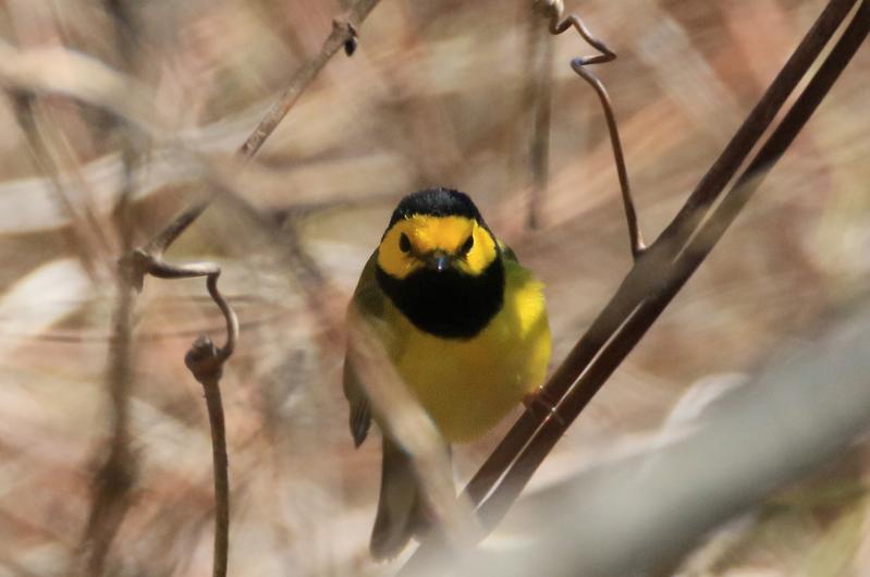 Hooded warbler.