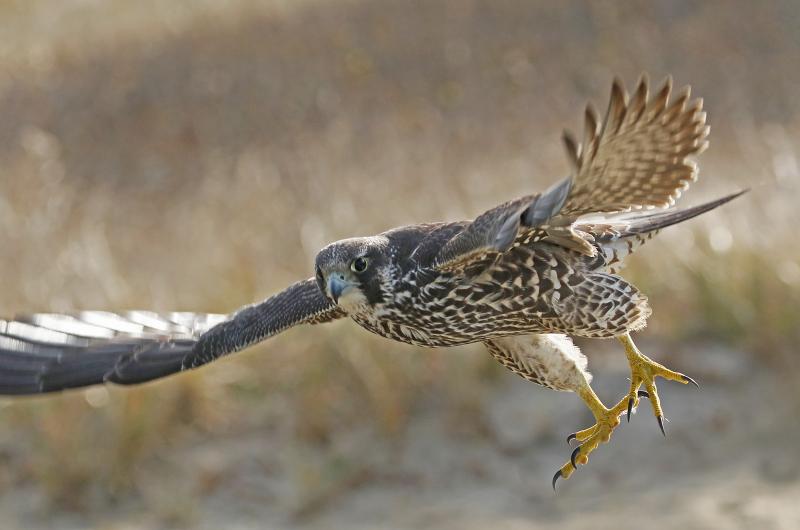 Peregrine falcon.